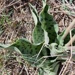 Ledebouria kirkii Folha