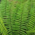 Dryopteris wallichiana Folha