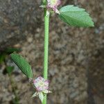 Ayenia compacta Habit