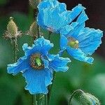 Meconopsis betonicifolia Flower