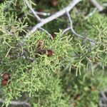 Juniperus phoenicea葉