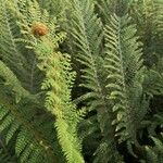 Polystichum setiferum Φύλλο