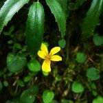 Viola glabella Flower