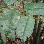 Hirtella physophora Hoja