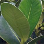 Clusia mangle Hoja
