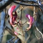 Decorsea grandidieri Flor