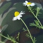 Anthemis cotula പുഷ്പം