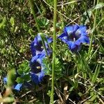 Gentiana acaulis Flower