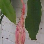 Epiphyllum oxypetalum പുഷ്പം