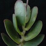 Adromischus sphenophyllus