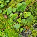 Saxifraga hirsutaFuelha