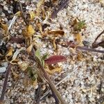 Silene sericea Leaf