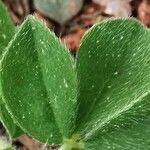 Tetragonolobus purpureus Leaf