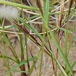 Aristida adscensionis موطن