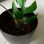 Monstera minima List