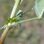 Medicago polymorpha Leaf