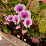 Dendrobium spp. Blomst