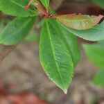 Photinia × fraseri Leaf