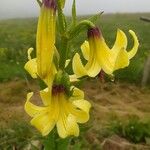 Lilium monadelphum Flower