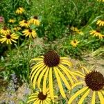Echinacea paradoxa Otro