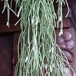 Rhipsalis baccifera Vekstform