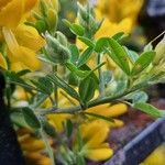 Genista monspessulana 葉