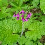 Primula matthioli Květ