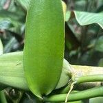 Vanilla planifolia Leaf