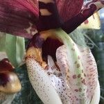 Stanhopea tigrina 花