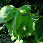 Philadelphus lewisii Yaprak