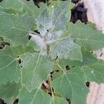 Chenopodium quinoa Leaf