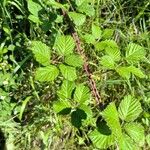 Rubus discolor برگ