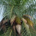 Attalea maripa Fruit