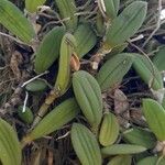 Dendrobium linguiforme List