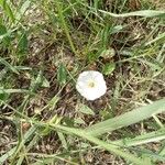 Convolvulus arvensisBlüte