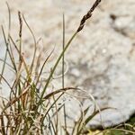 Carex rupestris Plante entière