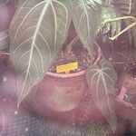 Anthurium villenaorumLeaf