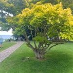 Acer shirasawanum Hábitos