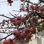 Malus × floribunda Fruit