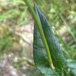 Rumex acetosa Leaf