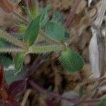 Saponaria ocymoides Folha