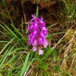 Dactylorhiza elataKukka