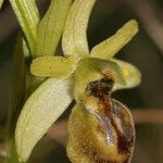 Ophrys virescens Mosusu