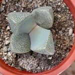 Pleiospilos nelii Leaf