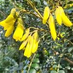 Sophora microphylla Floare