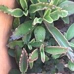 Kalanchoe daigremontiana Φύλλο