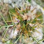 Galactites duriaei Fula