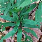 Justicia gendarussa Лист