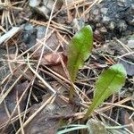 Taraxacum obovatum Leaf