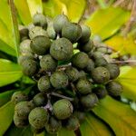 Pittosporum coccineum Fruchs